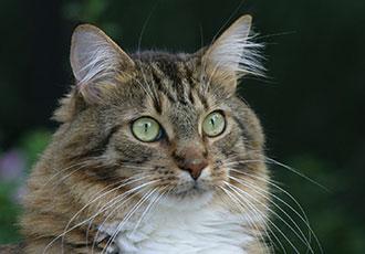 Face of a grey stripped cat with green eyes and long whiskers